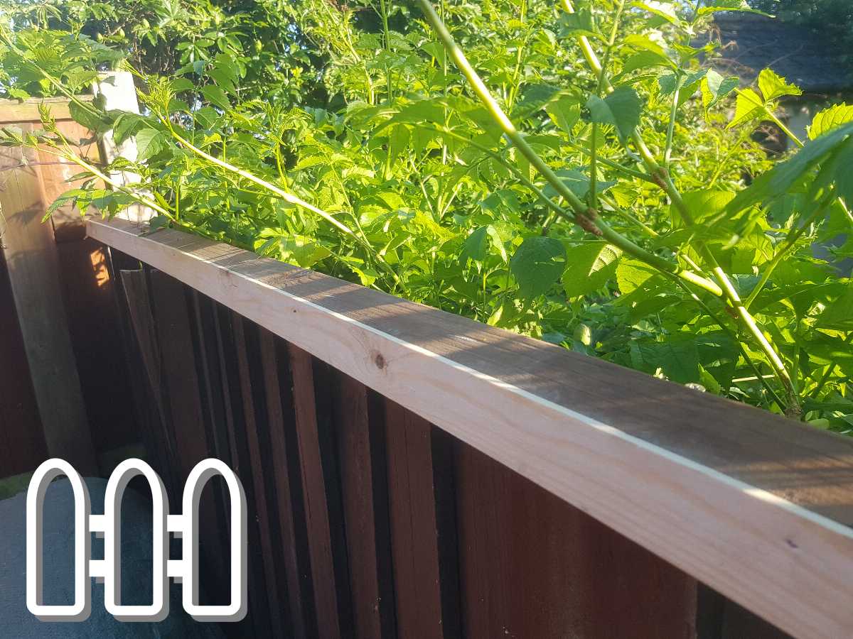 Warm sunlight illuminating a garden's wooden fence with lush green foliage in the background